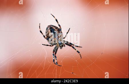 Die Walnuss-Orb-Weberspinne. Die Walnussweberspinne (Nuctenea umbraca) ist eine Spinne aus der Familie der Araneidae. Stockfoto