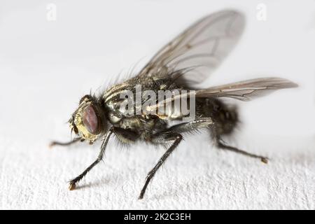 Hausfliege - Musca domestica. Ein Foto einer gewöhnlichen Hausfliege (Musca domestica). Stockfoto