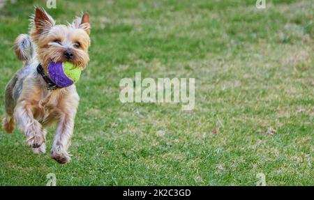 Das ist schnell. Ganzkörperaufnahme eines Yorkshire Terrier, der tagsüber draußen im Garten fetch spielt. Stockfoto