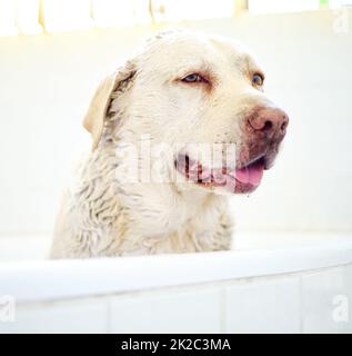 Der sauberste Hund im Haus. Aufnahme eines entzückenden Hundes, der zu Hause ein Bad hat. Stockfoto