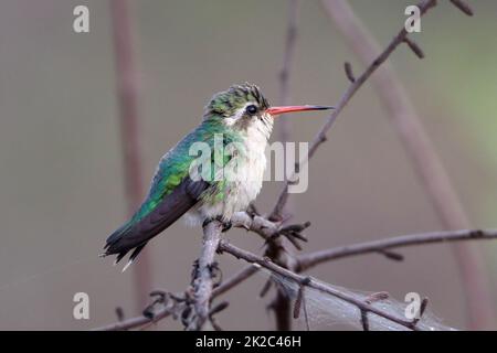 Weiblicher Glitzerbauchiger Smaragd (Chlorostylbon lucidus), der auf einem Zweig mit einem Spinnennetz thront Stockfoto