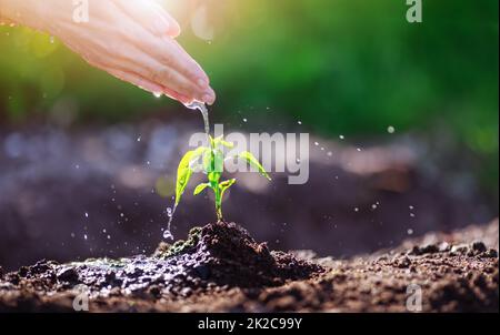 Die menschliche Hand gießt jungen Sprossen, der in den Boden gepflanzt wird Stockfoto