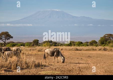Blauer Gnus, Connochaetes taurinus, mit dem Kilimandscharo im Hintergrund. Stockfoto