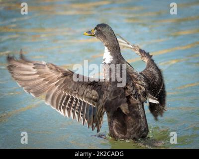 Eine Stockente, die seine Flügel am Ufer ausstreckt Stockfoto