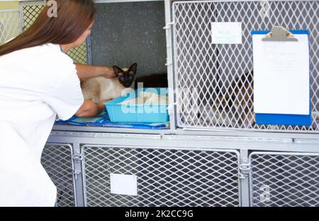 Die beste Pflege für Ihre Tiere. Eine Tierärztin, die eine siamesische Katzenkatze vorsichtig in ihren Käfig setzt. Stockfoto