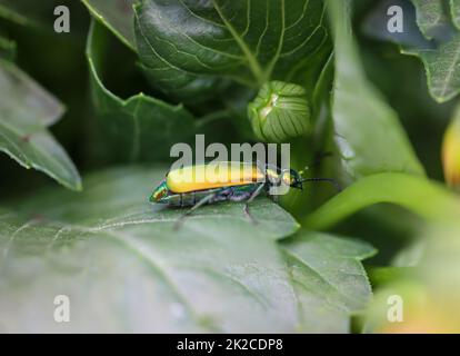 Ein Käfer mit grünen Flügeln auf einer Pflanze. Stockfoto