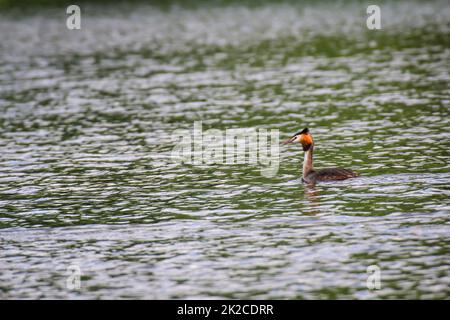 Great Crested Grebe auf einem Teich, Great Crested Grebes sind ausgezeichnete Tauchvögel. Stockfoto