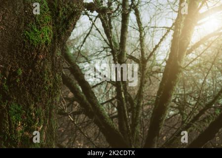 Selektiver Fokus grünes Moos auf einem Baumstamm im Wald. Baumstamm bedeckt mit grünem Moos auf unscharfen Hintergründen von Baumzweigen im Dschungel. Schönheit in der Natur. Naturtapete. Biologische Vielfalt in Wäldern. Stockfoto