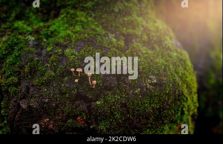 Kleinpilze, die im Wald auf grünem Moos wachsen. Selektiver Fokus auf wunderschönen grünen Moos-Hintergrund. Grünes Moos auf einem Baumstamm. Naturtapete. Nasses grünes Moos im Wald. Stockfoto