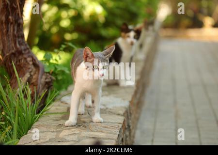 Weiße und graue streunende Katze auf Eindämmung der Bürgersteig, der Andere hinter, Sonne Sommer Garten/Park im Hintergrund. Stockfoto