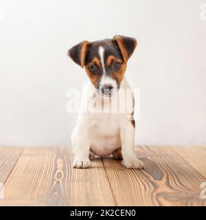 Drei Monate alten Jack Russell Terrier Welpen stehen auf Brettern, weißer Hintergrund, Studio gedreht. Stockfoto