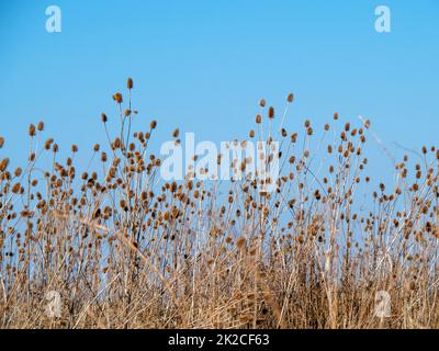 Teasins gegen einen klaren blauen Winterhimmel Stockfoto