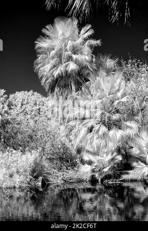 Palm Lagoon in Infrarot Stockfoto