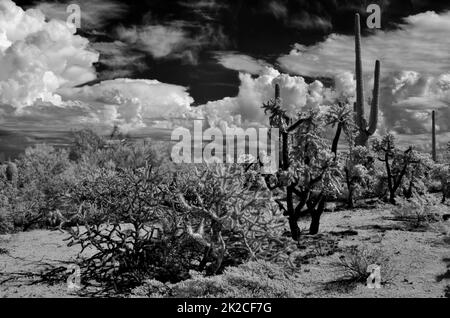 Infrarotbild Sonora Desert Arizona Stockfoto