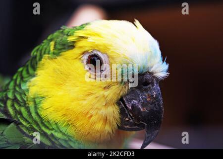 Blau-fronted amazon Stockfoto