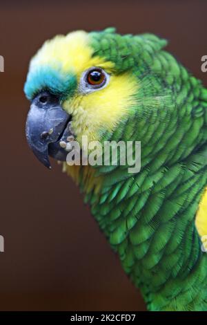 Blau-fronted amazon Stockfoto