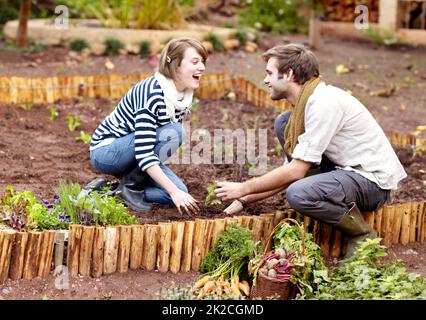 Gartenarbeit ist etwas, das sie gemeinsam haben. Aufnahme eines jungen Paares, das gemeinsam Setzlinge in ihrem Gemüsegarten pflanzt. Stockfoto