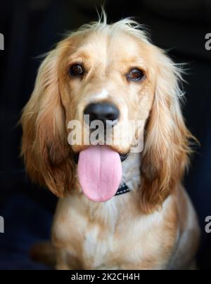 Lassen Sie sich am Dienstag die Zunge raus. Portraitaufnahme eines entzückenden Cocker Spaniel Welpen mit der Zunge vor schwarzem Hintergrund. Stockfoto