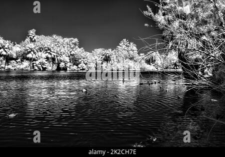 Palm Lagoon in Infrarot Stockfoto