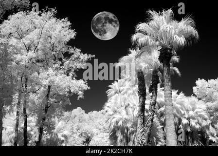 Full Moon Palm Lagoon in Infrarot Stockfoto