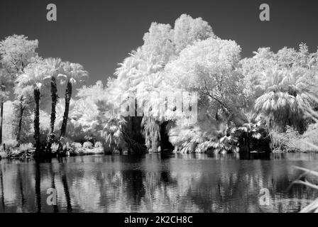 Palm Lagoon in Infrarot Stockfoto