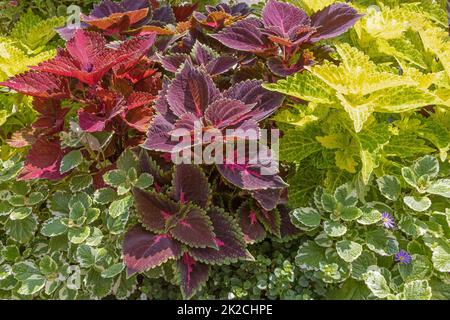 Rote und grüne Wand aus der Coleus-Fabrik. Horizontal. Stockfoto