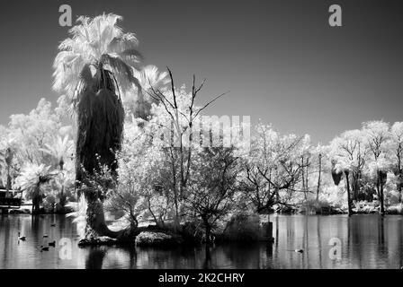 Palm Lagoon in Infrarot Stockfoto