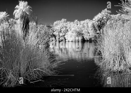 Palm Lagoon in Infrarot Stockfoto