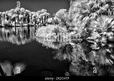 Palm Lagoon in Infrarot Stockfoto