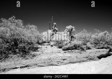 Infrarot Sonora Wüste Arizona Stockfoto