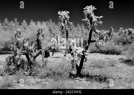 Cholla Kaktus Sonora Wüste Arizona Stockfoto