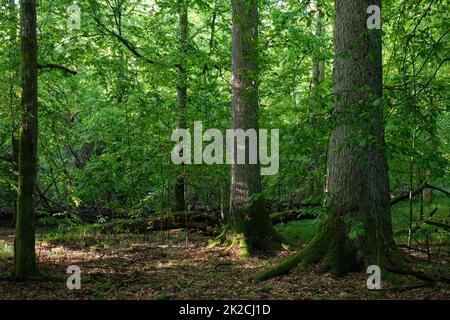 Sonnenstrahl, der in einen reichen Laubwald eindringt Stockfoto