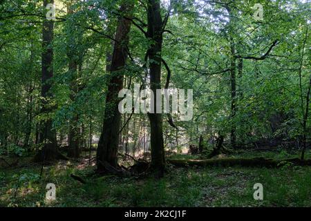 Sonnenstrahl, der in einen reichen Laubwald eindringt Stockfoto