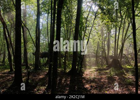 Sonnenstrahl, der in einen reichen Laubwald eindringt Stockfoto