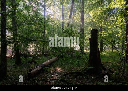 Laubbaumstand im Frühling mit Hornbalken und Eichen Stockfoto