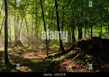 Sonnenstrahl, der in einen reichen Laubwald eindringt Stockfoto