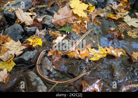 Nahaufnahme einer Strumpfnatter in seinem natürlichen Waldbach Lebensraum Stockfoto