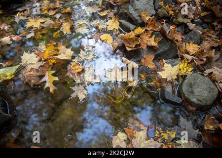 Idyllischer Waldbach mit Herbstblättern und Strumpfnatter Stockfoto