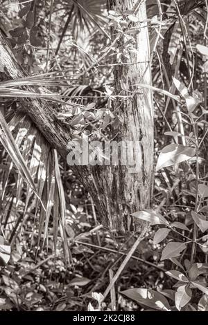 Vom Baum gesägt ohne Stamm tropischer Dschungel Mexiko. Stockfoto