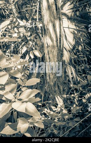 Vom Baum gesägt ohne Stamm tropischer Dschungel Mexiko. Stockfoto