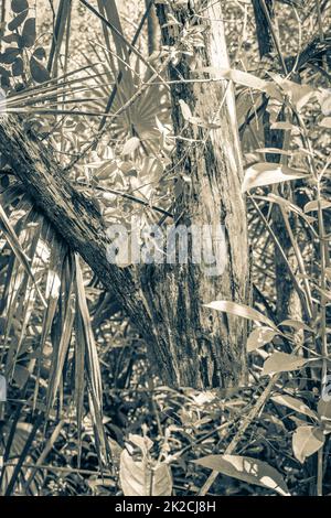 Vom Baum gesägt ohne Stamm tropischer Dschungel Mexiko. Stockfoto