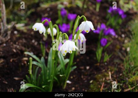 Schneeflocken im Frühling im Garten Stockfoto