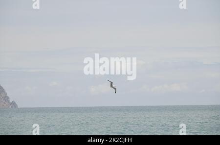 Möwen am spanischen Himmel, Provinz Alicante, Costa Blanca, Spanien Stockfoto