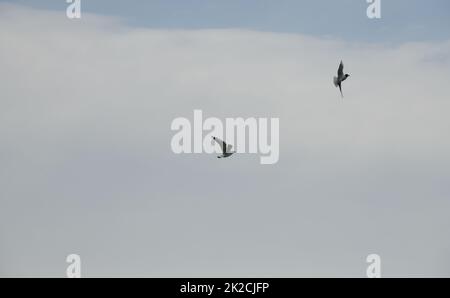 Möwen am spanischen Himmel, Provinz Alicante, Costa Blanca, Spanien Stockfoto