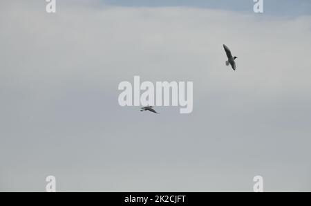 Möwen am spanischen Himmel, Provinz Alicante, Costa Blanca, Spanien Stockfoto