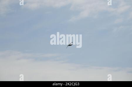 Möwen am spanischen Himmel, Provinz Alicante, Costa Blanca, Spanien Stockfoto