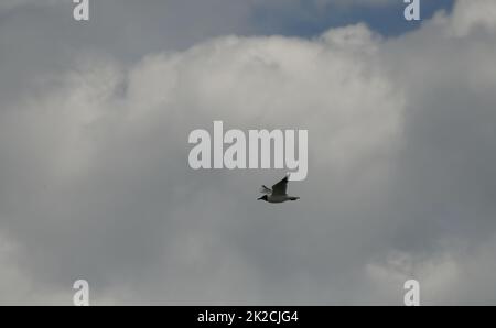 Möwen am spanischen Himmel, Provinz Alicante, Costa Blanca, Spanien Stockfoto