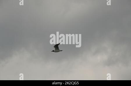 Möwen am spanischen Himmel, Provinz Alicante, Costa Blanca, Spanien Stockfoto