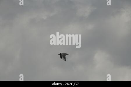 Möwen am spanischen Himmel, Provinz Alicante, Costa Blanca, Spanien Stockfoto