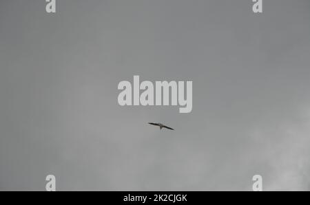 Möwen am spanischen Himmel, Provinz Alicante, Costa Blanca, Spanien Stockfoto